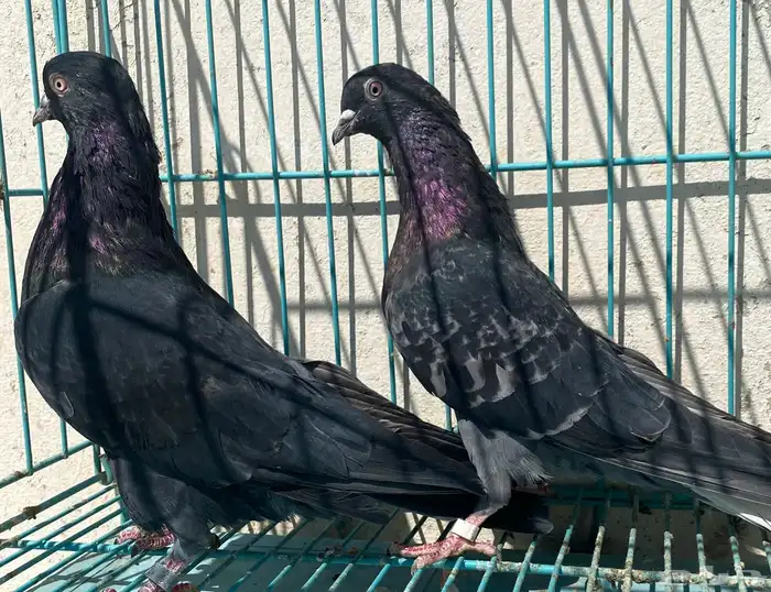 قطايف 4