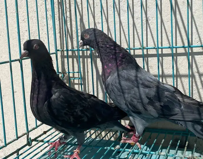 قطايف 9