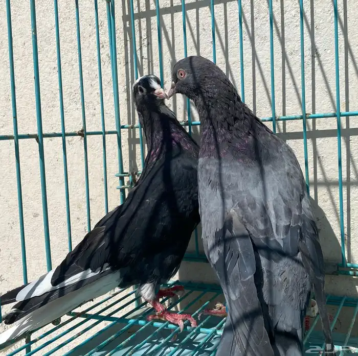 قطايف 2