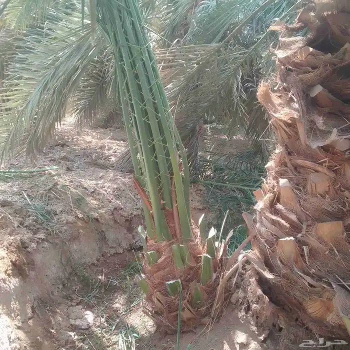 عندنا نخل طيب متواجد في مكه ولي العهد موصل لجميع انحاء الممل 6
