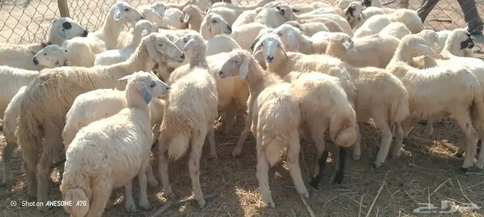 رخال مهجن حري من550 0