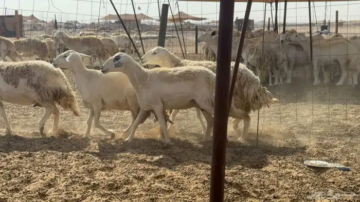 ما شاء الله وتبارك الله اعرض لكم غنم حريات دفيع ومضاريع 2