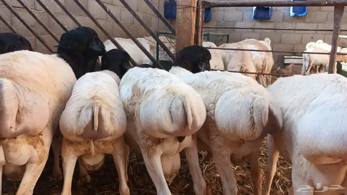 برابر ورفيديات وتيوس مرابي طب وتخير 4