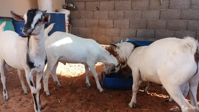 تيوس بيشيه عمر 4 شهور مرابي 7