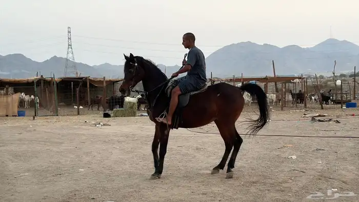 فرس شعبيه شيخه للبيع 3