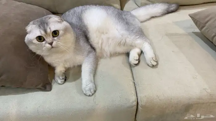 قط سكوتش للتزاوج مجانا 3