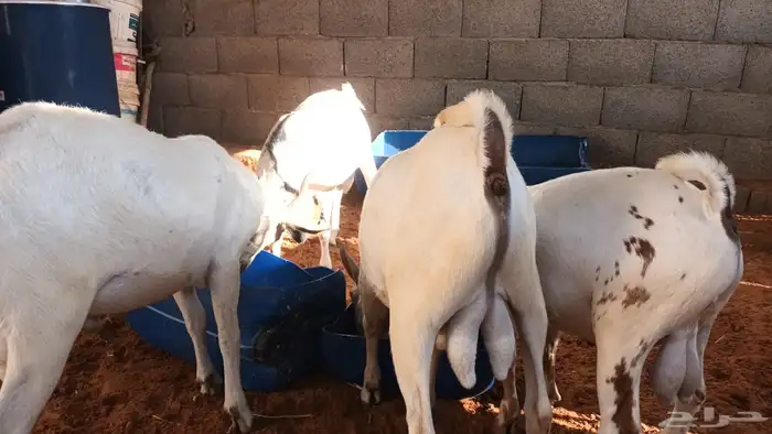 تيوس بيشيه عمر 4 شهور مرابي 5