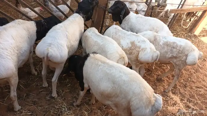 تيوس وبرابر مرابي 81