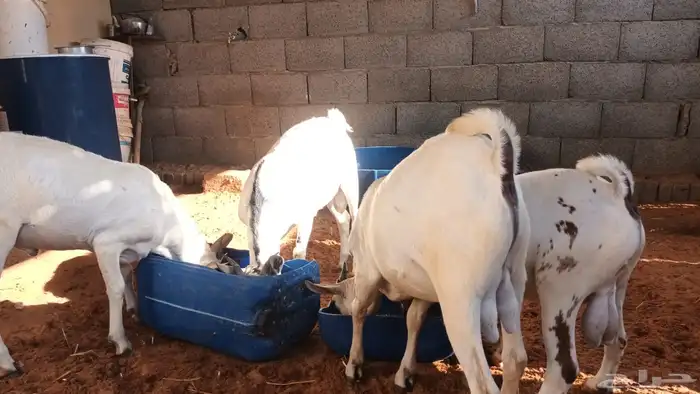 تيوس وبرابر مرابي 75