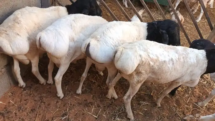 برابر ورفيديات وتيوس مرابي طب وتخير 5