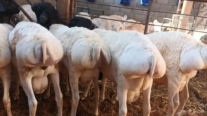 برابر ورفيديات وتيوس مرابي طب وتخير 1
