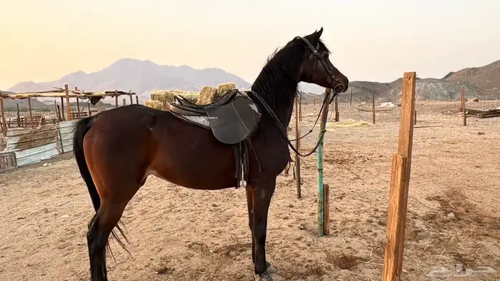 فرس شعبيه شيخه للبيع 1