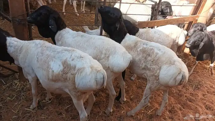 برابر ورفيديات وتيوس مرابي طب وتخير 2