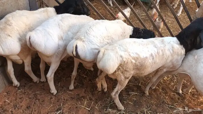 برابر ورفيديات مرابي 1