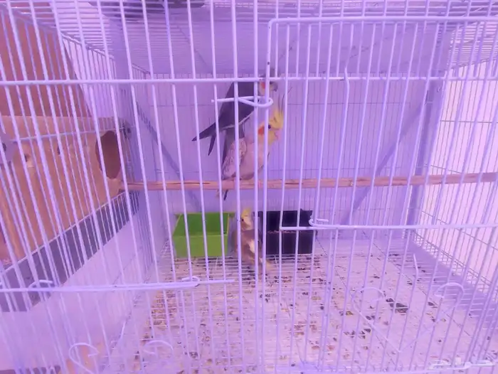 جوز كروان مع الفرخ 3