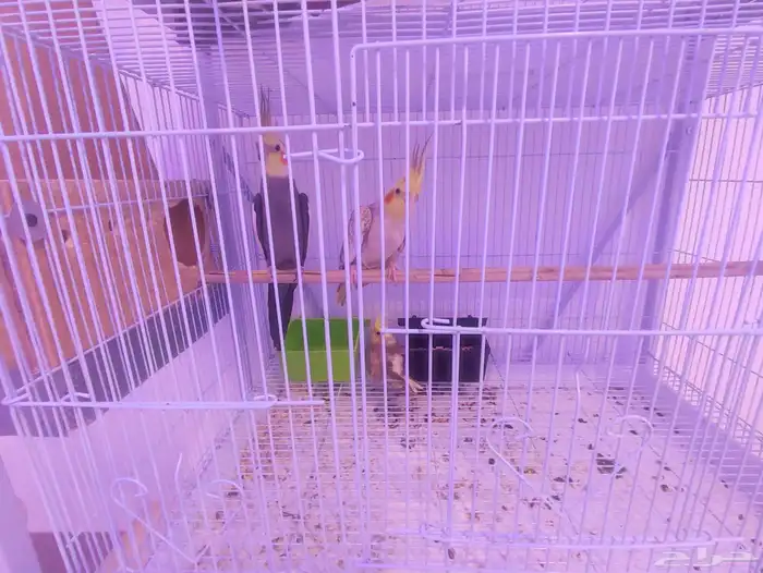 جوز كروان مع الفرخ 1