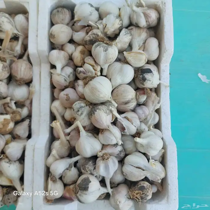 بذر ثوم بلدي 3