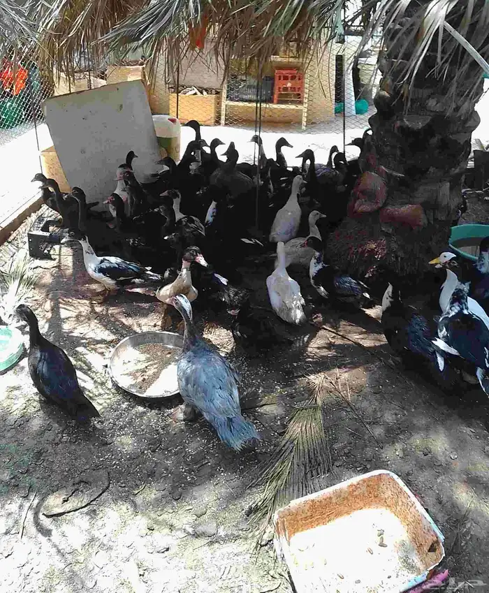 بط بلدي للبيع 30 جوز 8
