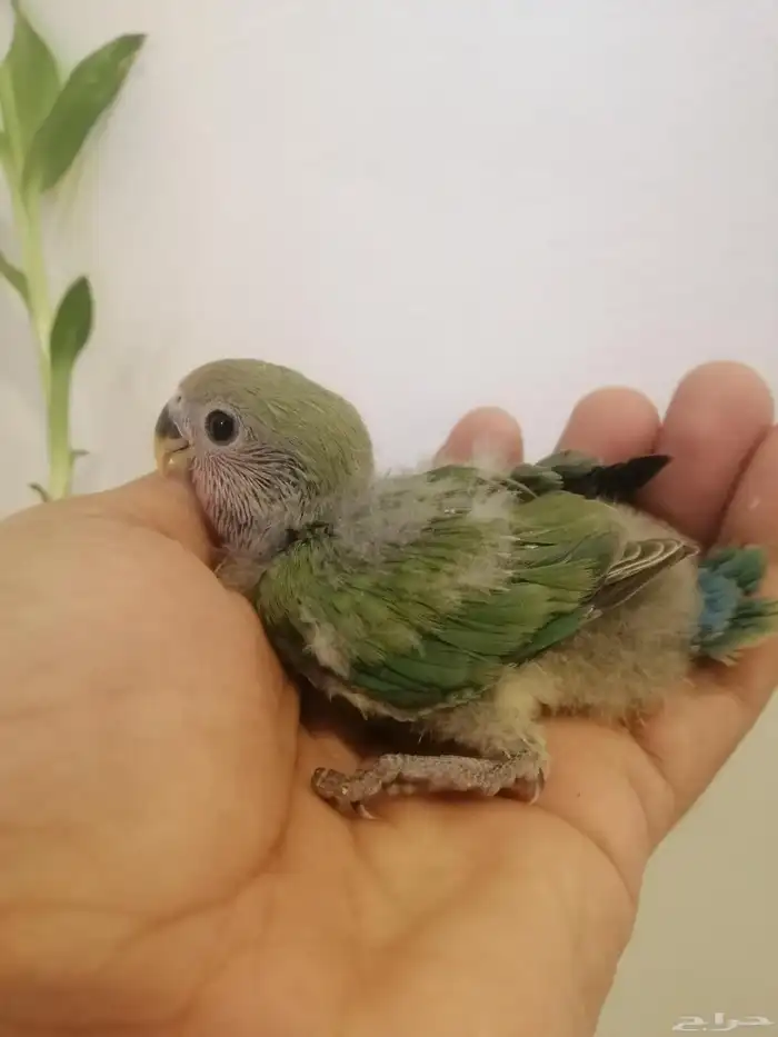 ( تم البيع ) فروخ روز غر 2