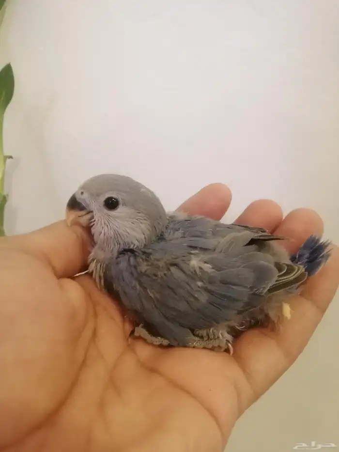 ( تم البيع ) فروخ روز غر 1