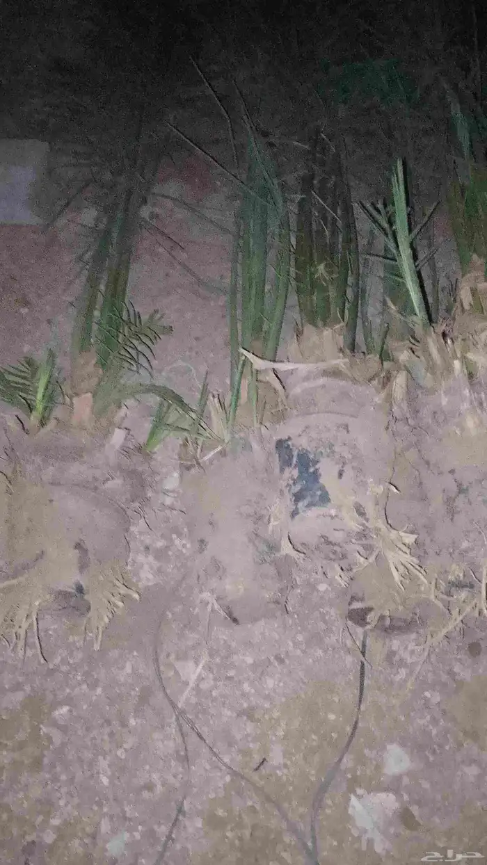 ا لقينا نتواجد جميع انواع النخيل العربي والزينه والنخل العرب 7