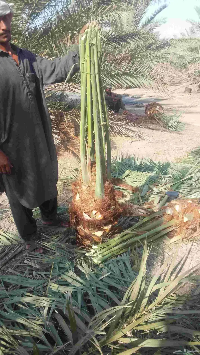 ا لقينا نتواجد جميع انواع النخيل العربي والزينه والنخل العرب 8