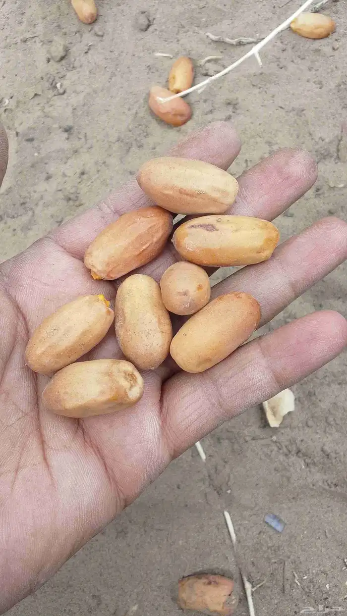 يوجدفسائل بياض ومواكيل شي مضمون 3