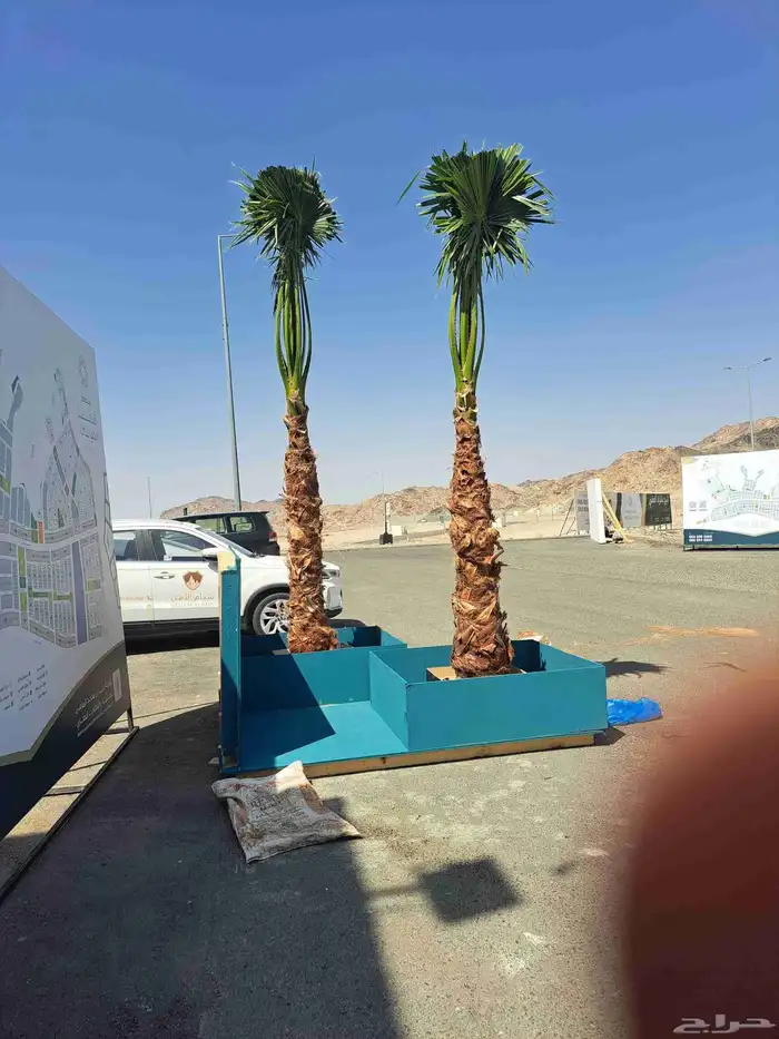 نخل للبيع وشطني وعربي مكه المكرمه جده اطايف 1