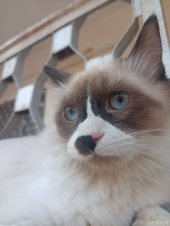 ل التبني اربع قطط اخوان 1