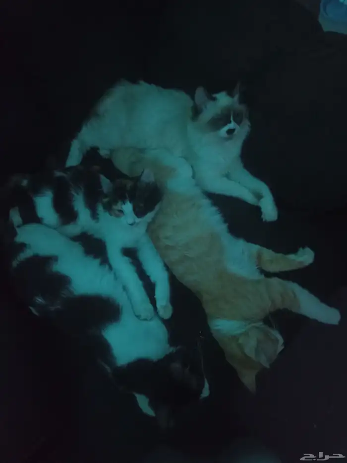 ل التبني اربع قطط اخوان 0