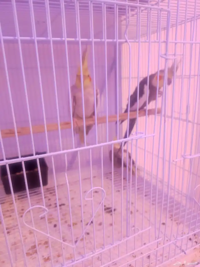 جوز كروان مع الفرخ 2