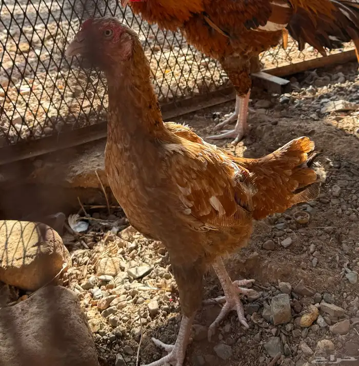 دجاج باكستاني 2
