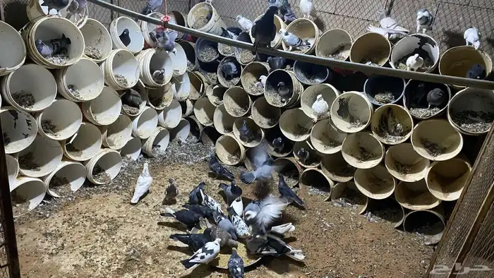 عشة حمام مشكل بهن زاجل وهندي وفرنسي وسلفر منتجه شرط 4