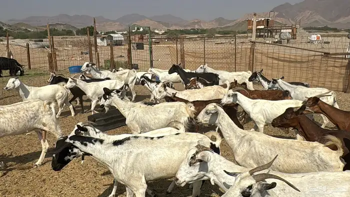 للبيع معزه 53 راس هجين مصريات وبيشيات من 550ريال 13