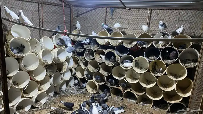 عشة حمام مشكل بهن زاجل وهندي وفرنسي وسلفر منتجه شرط 1