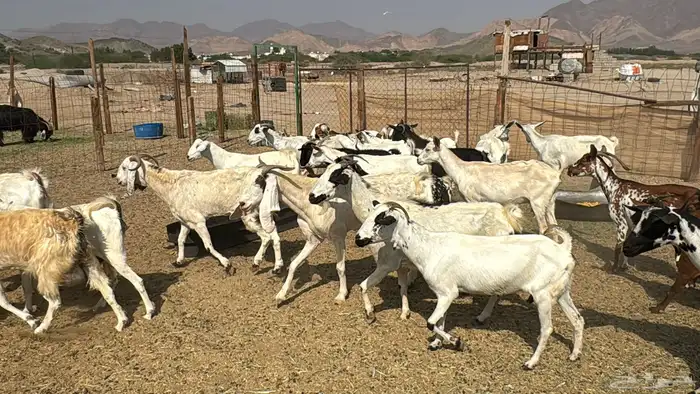 للبيع معزه 53 راس هجين مصريات وبيشيات من 550ريال 11