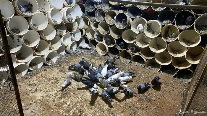 عشة حمام مشكل بهن زاجل وهندي وفرنسي وسلفر منتجه شرط 2