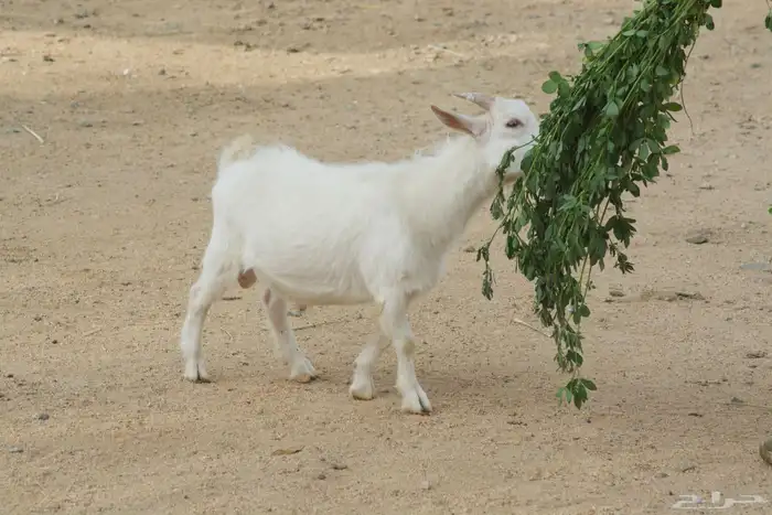 تيس قزم هولندي 3