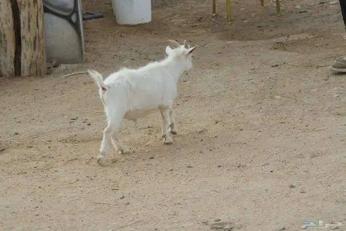 تيس قزم هولندي 2