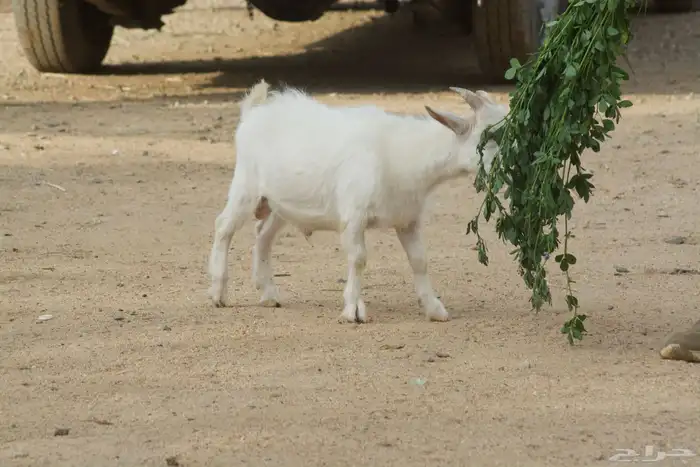 تيس قزم هولندي 5