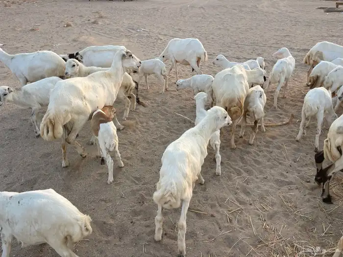 غنم رفيدية خلفات 11