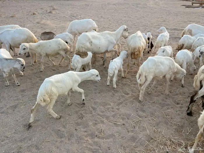 غنم رفيدية خلفات 10