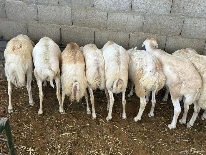 برابر ورفيديات وتيوس مرابي طب وتخير 40