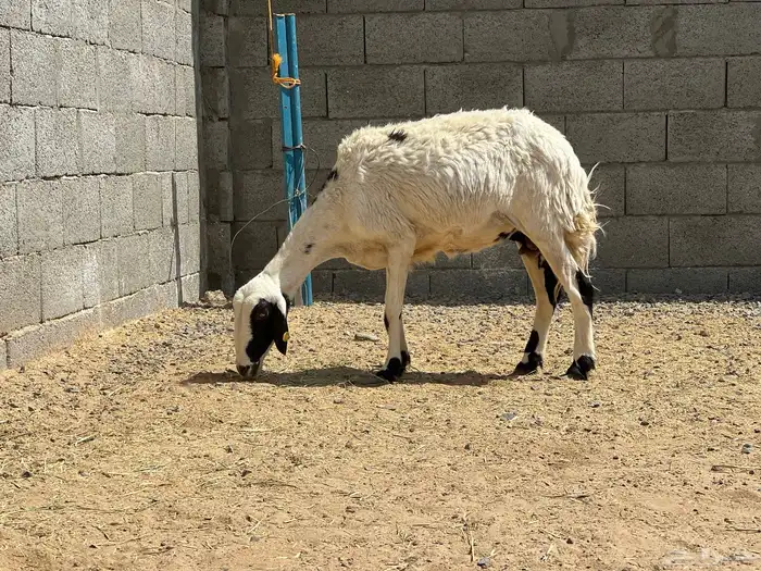 نعجة حرشا دافع 3