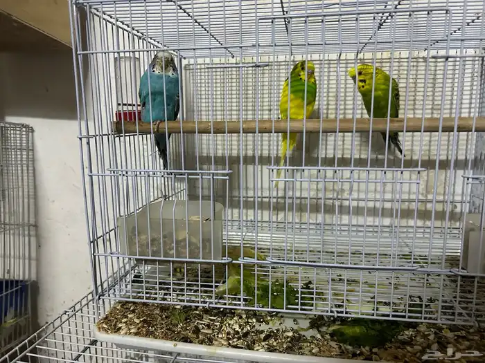 سلام عليكم جوز بادجي وذكر 0