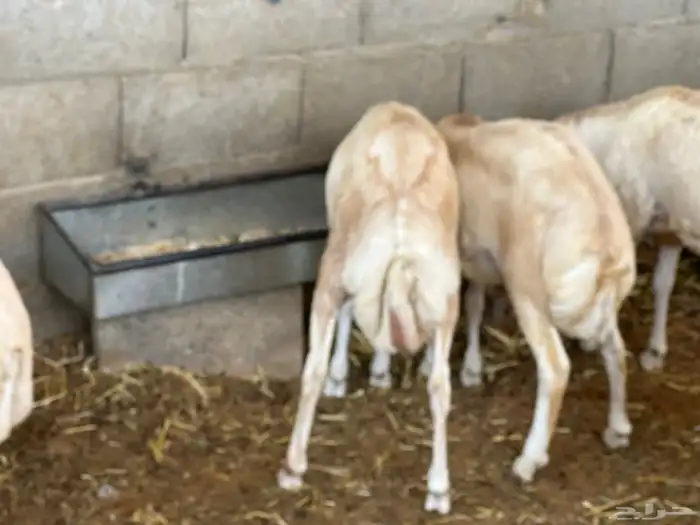 برابر ورفيديات وتيوس مرابي طب وتخير 24