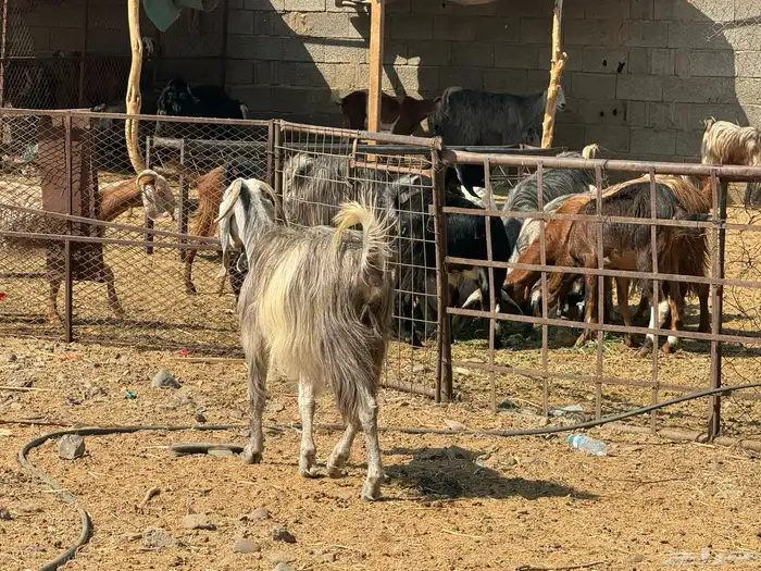 معزا مصريات دفيع وضريع. تم البيع 3