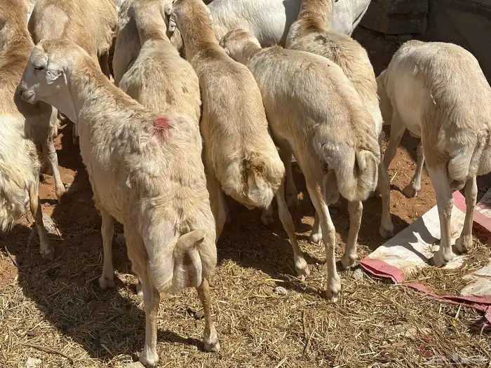 برابر ورفيديات وتيوس مرابي طب وتخير 18