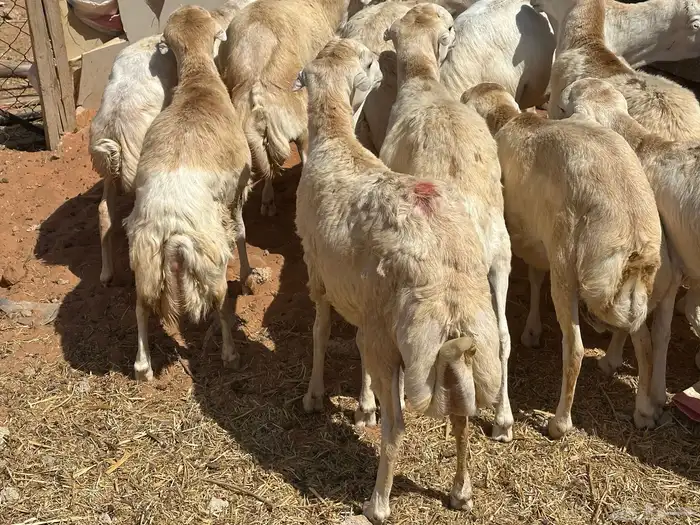 برابر ورفيديات وتيوس مرابي طب وتخير 13