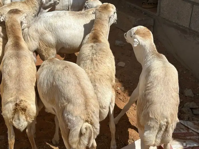 برابر ورفيديات وتيوس مرابي طب وتخير 21